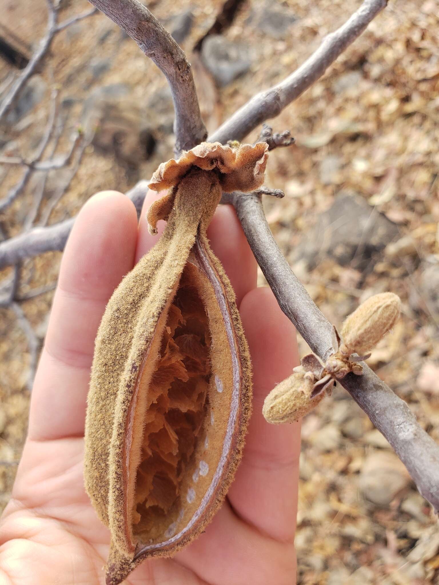 Imagem de Brachychiton chillagoensis G. P. Guymer