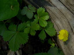 Image of dwarf cinquefoil