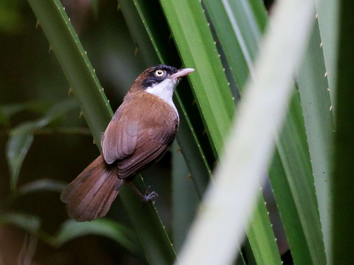 Слика од Dumetia atriceps nigrifrons (Blyth 1849)