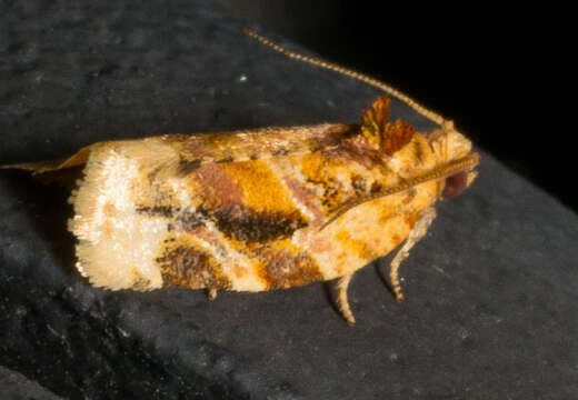 Image of Red-banded Leafroller