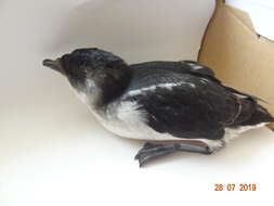 Image of Peruvian Diving Petrel