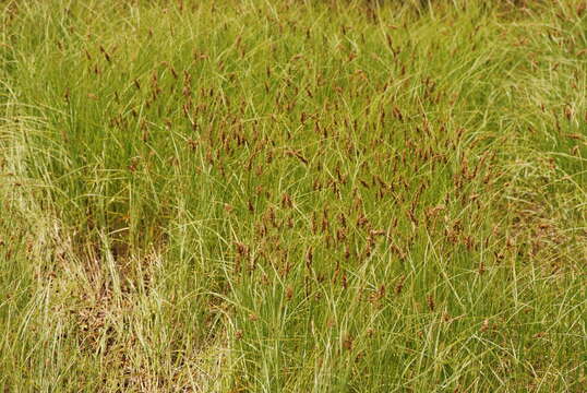 Image of Sartwell's Sedge