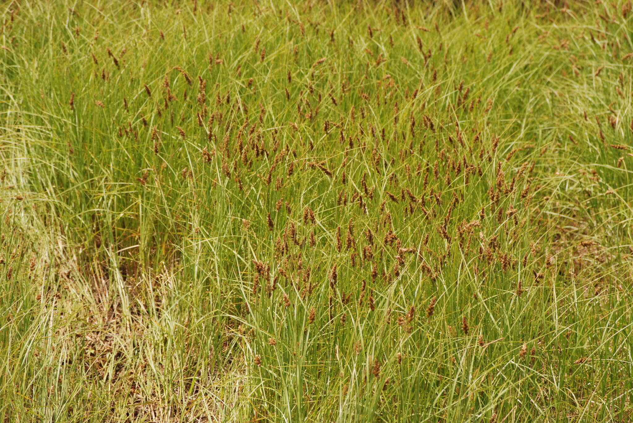 Image of Sartwell's Sedge