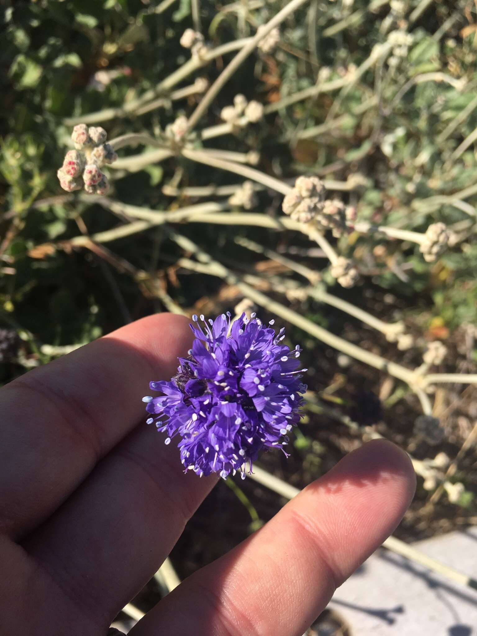 Image of bluehead gilia