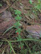 Image of Galium hypocarpium (L.) Endl. ex Griseb.