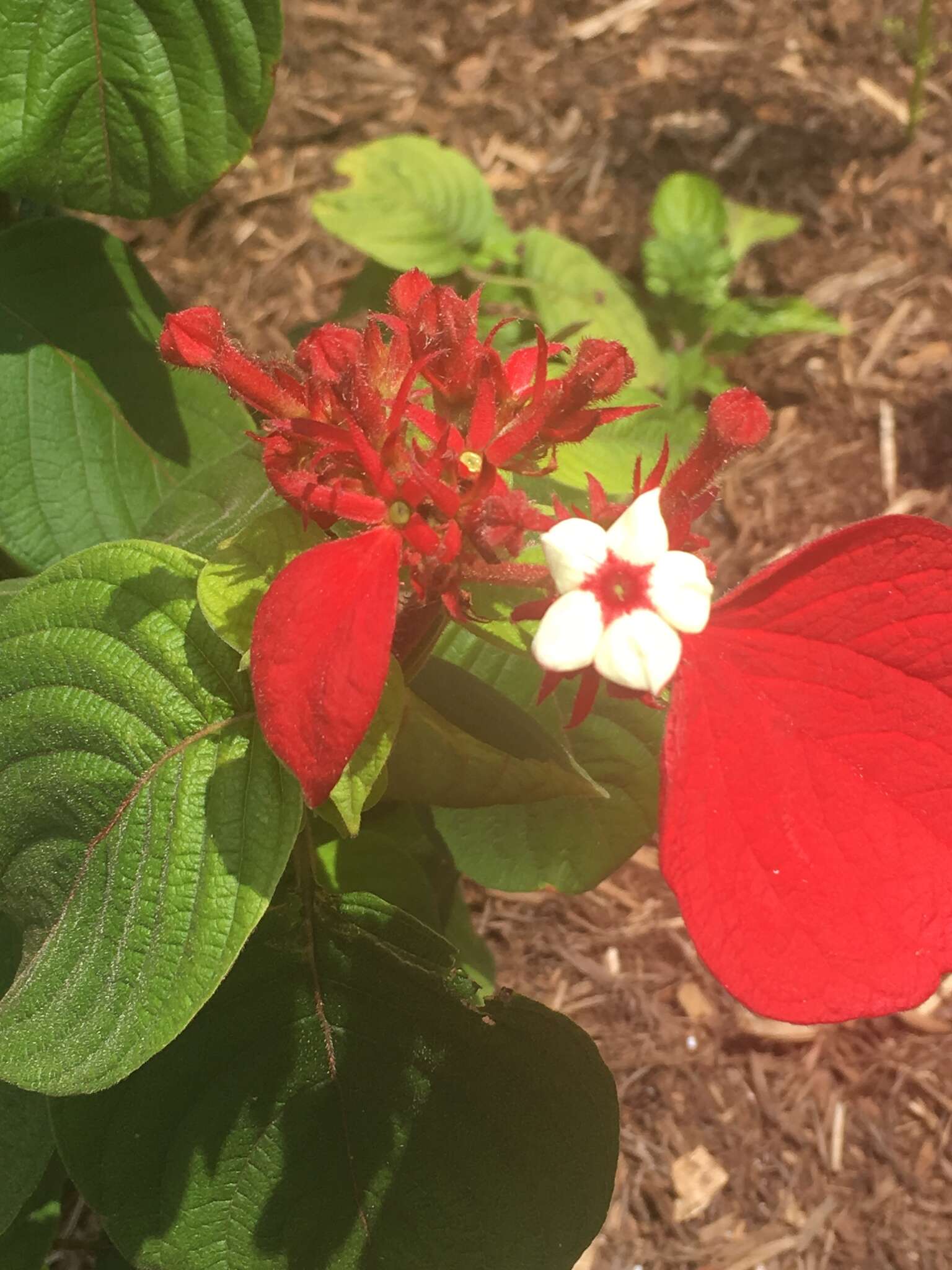 Image of red mussaenda