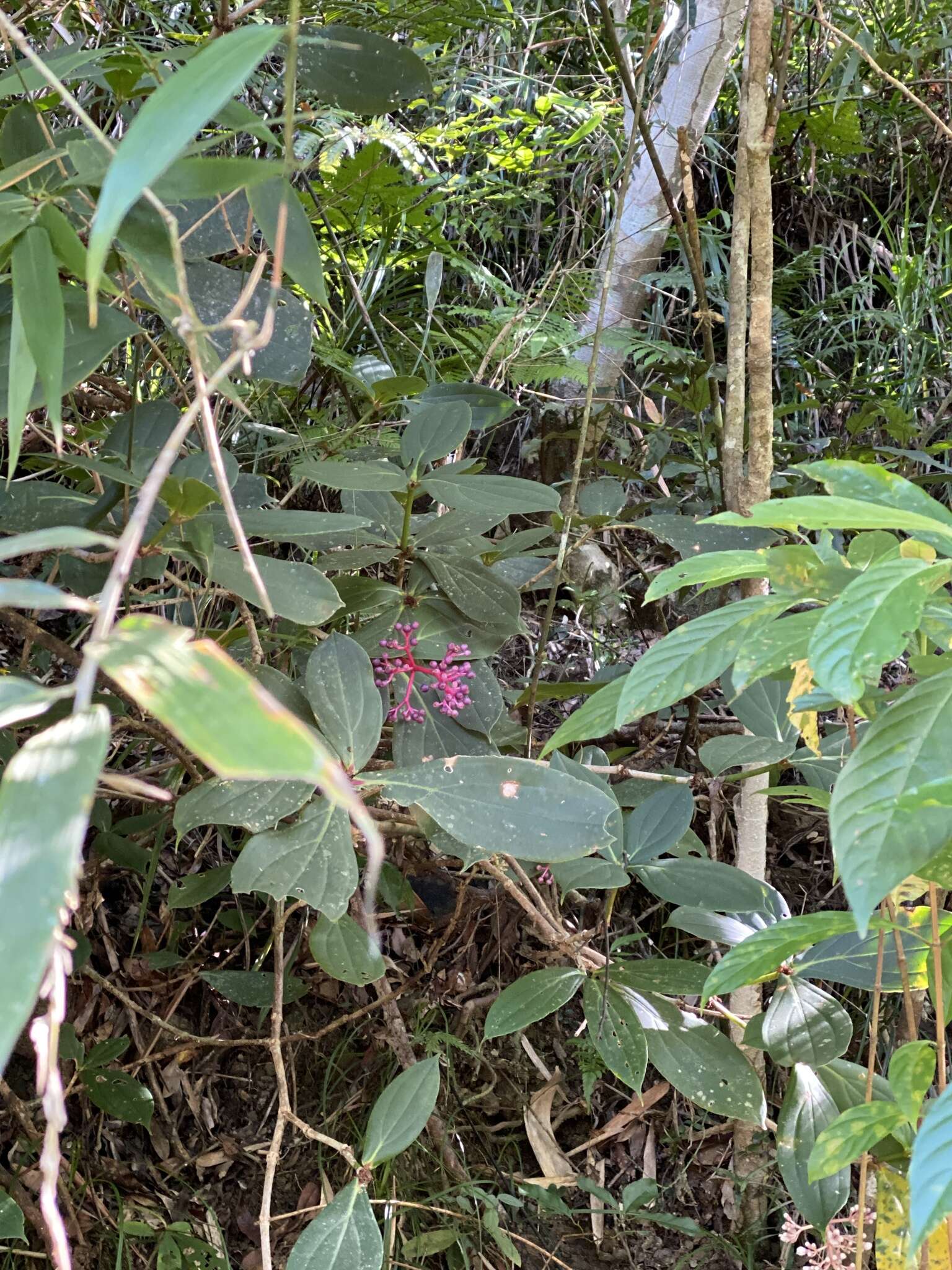 Слика од Medinilla formosana Hayata