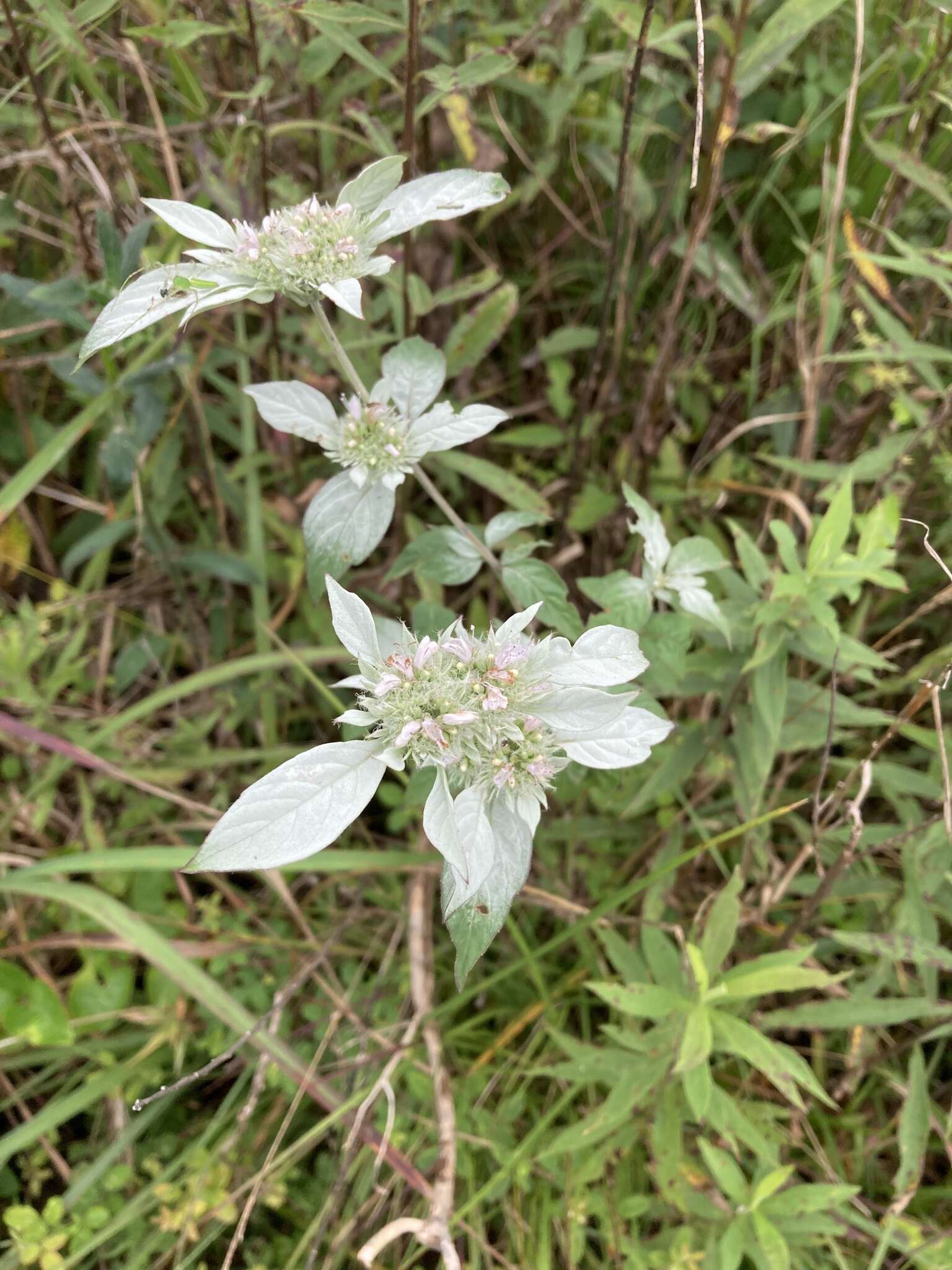 Image de Pycnanthemum loomisii Nutt.