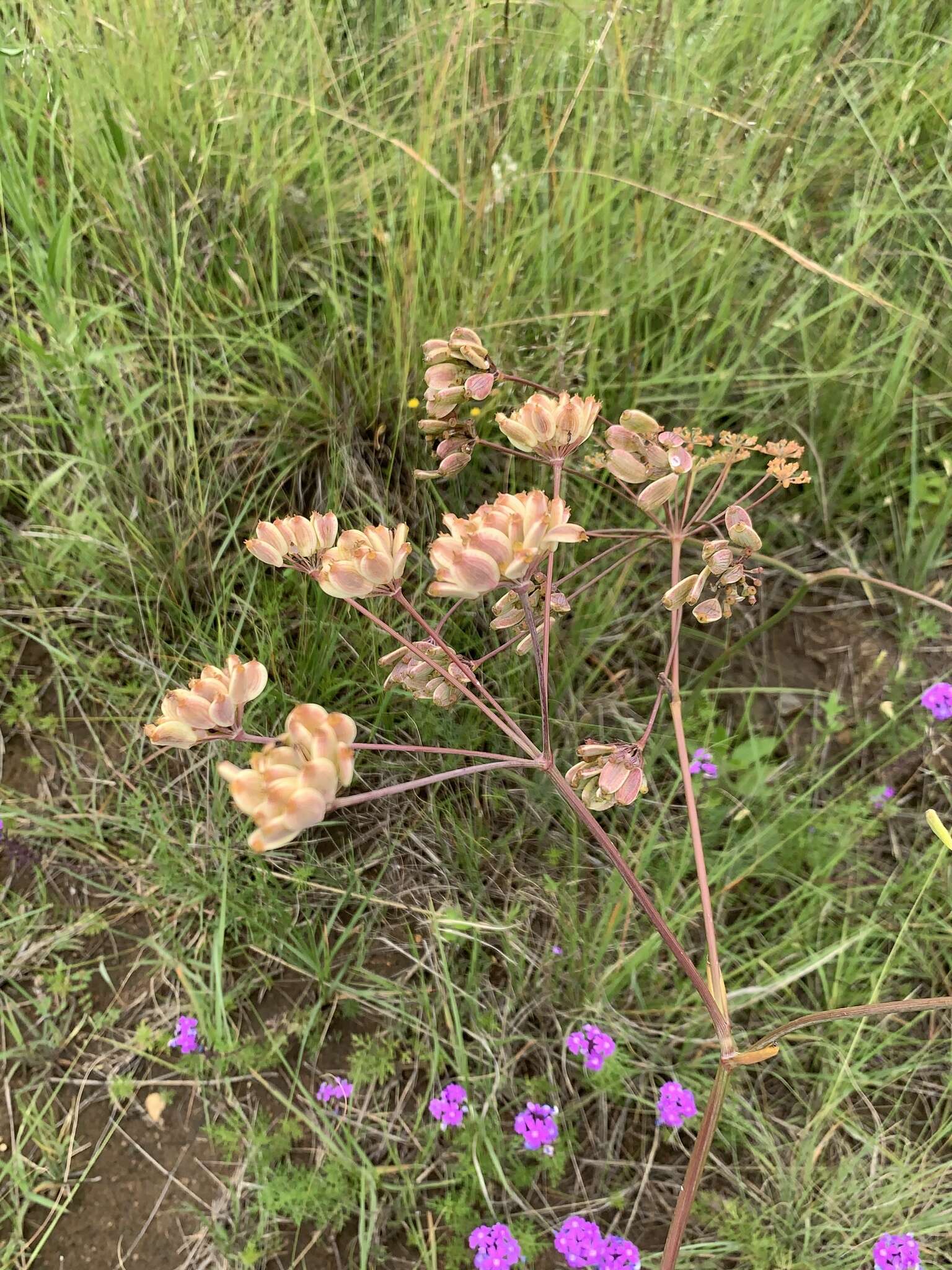 Слика од Afrosciadium magalismontanum (Sond.) Winter