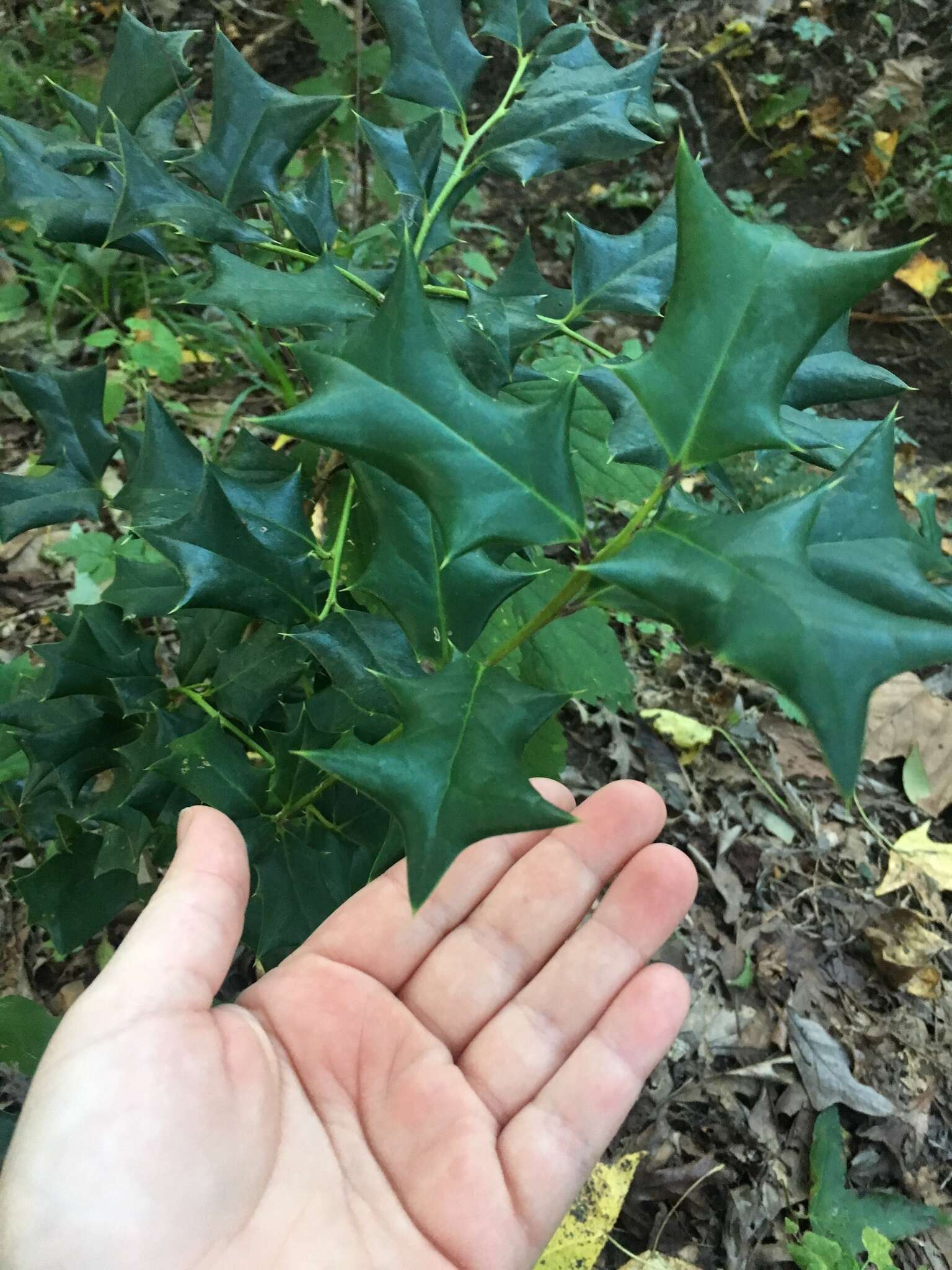 Imagem de Ilex cornuta Lindl. & Paxton