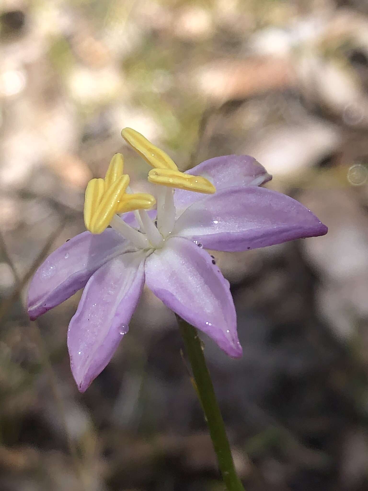 Image of Burchardia monantha Domin