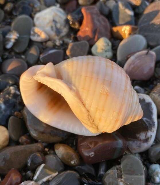 Image of Mediterranean bonnet