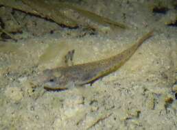 Image of Italian spring goby