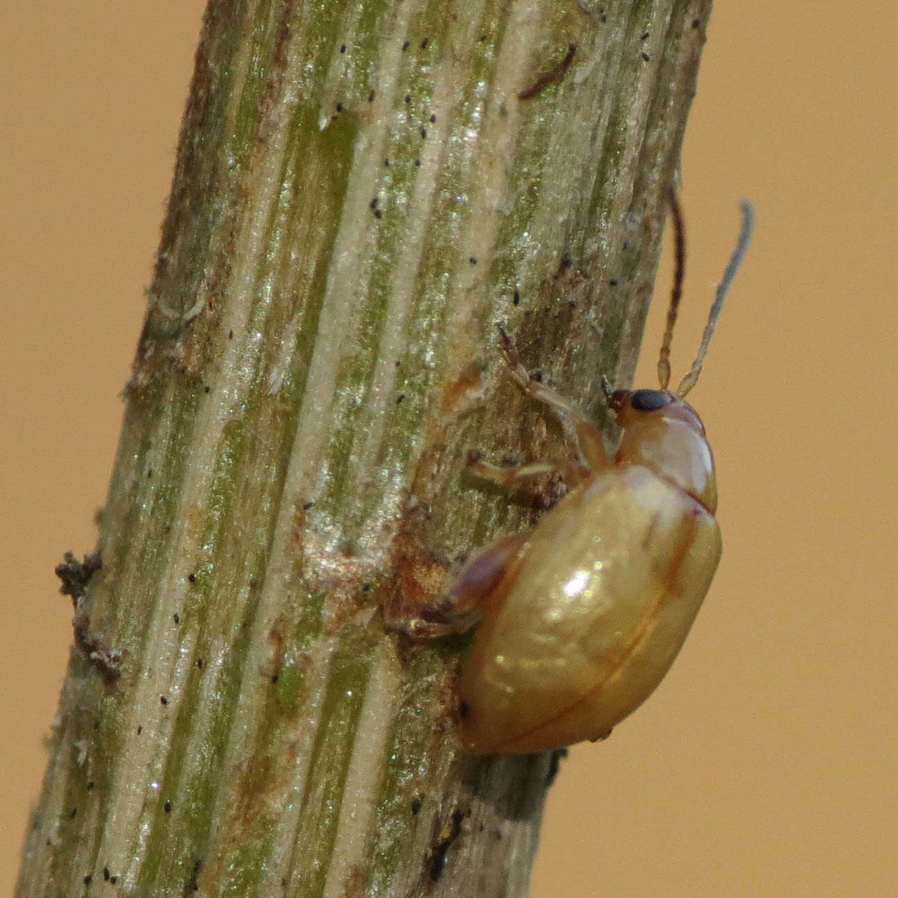 Image of Tansy Ragwort Flea Beetle