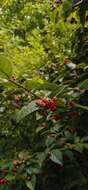 Image of hollyberry cotoneaster