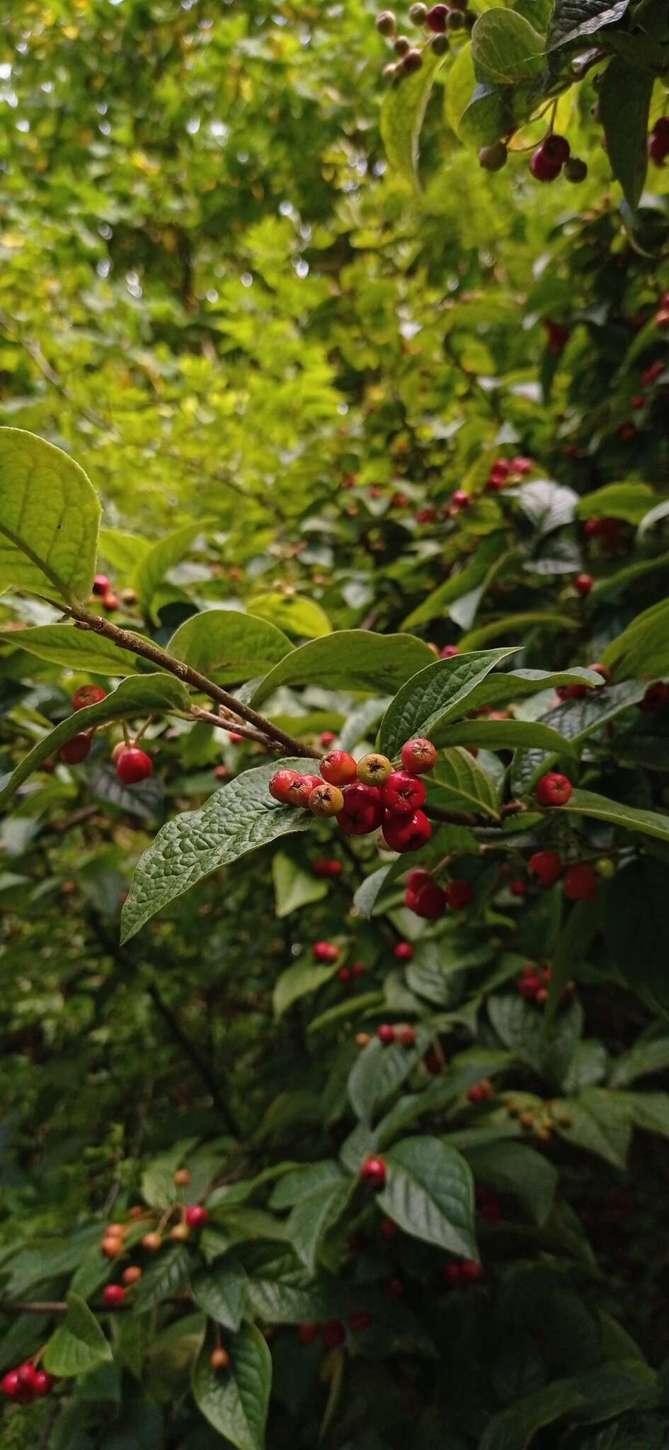 Image of hollyberry cotoneaster