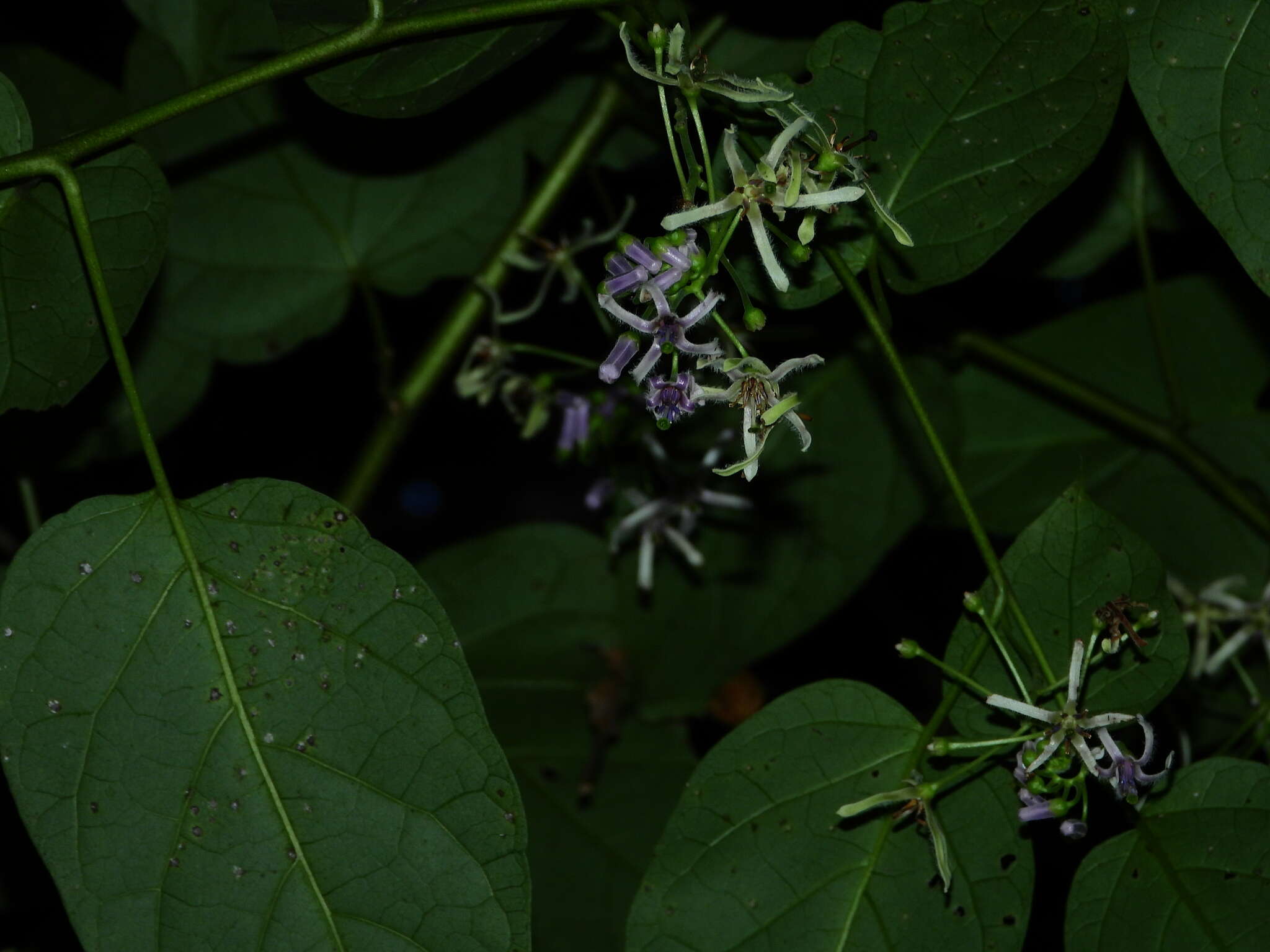 Plancia ëd Solanum endopogon subsp. guianense (Bohs) Bohs