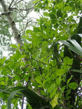 Image of Melicope ternata J. R. Forster & G. Forster