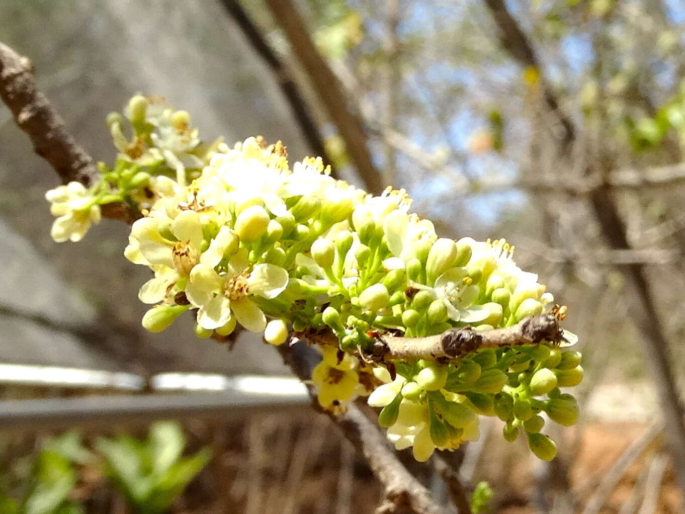 Image de Casearia nitida (L.) Jacq.