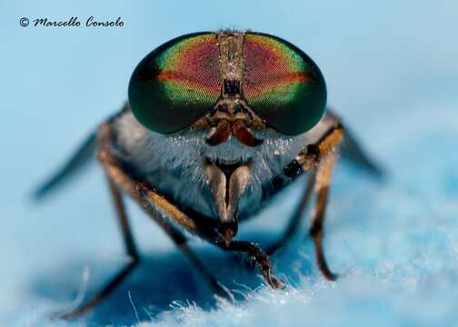 Image of Tabanus bromius Linnaeus 1758