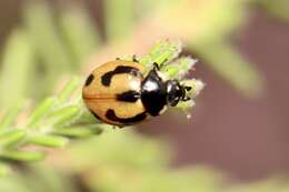 Image of hieroglyphic ladybird
