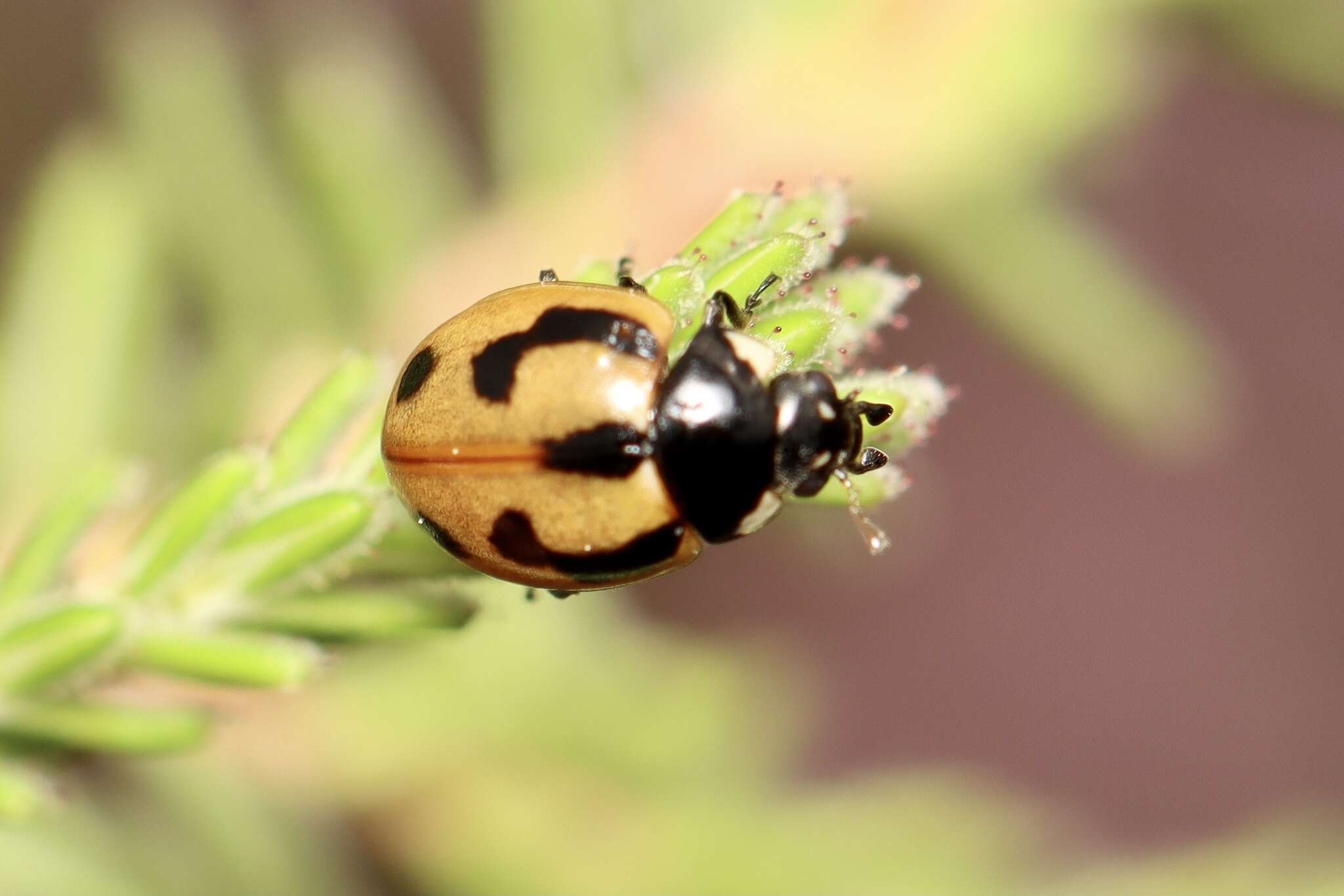 Image of hieroglyphic ladybird