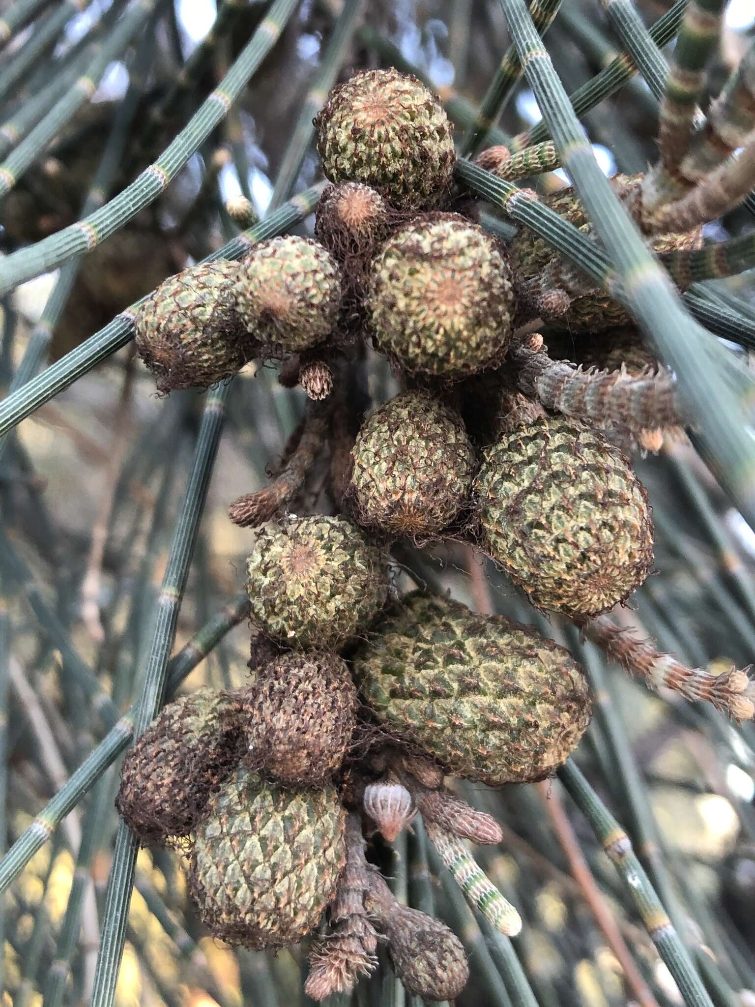 Image of swamp-oak