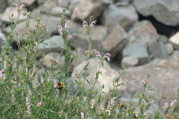 Image of Bombus melanurus Lepeletier 1836