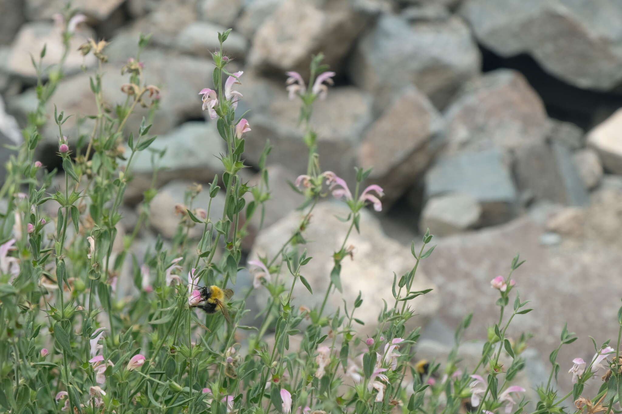 Image of Bombus melanurus Lepeletier 1836