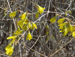 Image of weeping forsythia