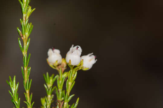 Imagem de Erica margaritacea