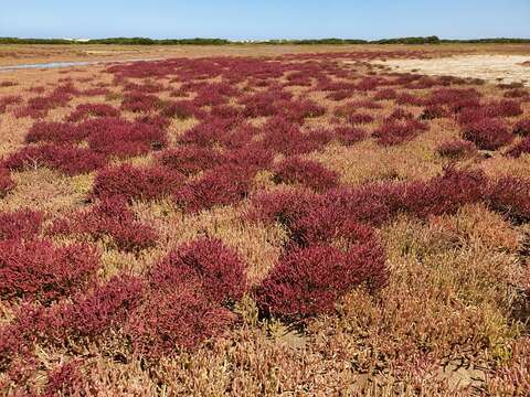 Image of Salicornia meyeriana Moss