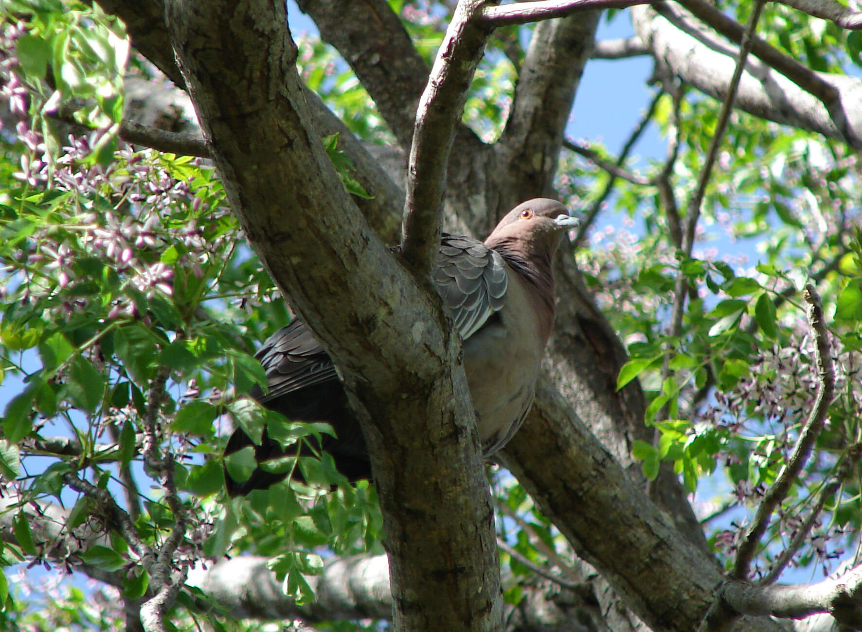 Image of Picazuro Pigeon