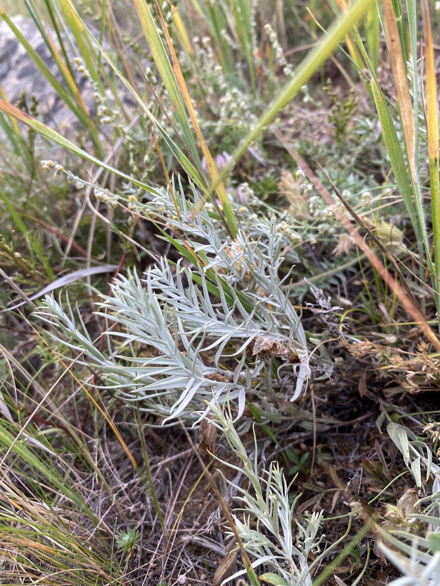 Plancia ëd Cymbaria daurica L.