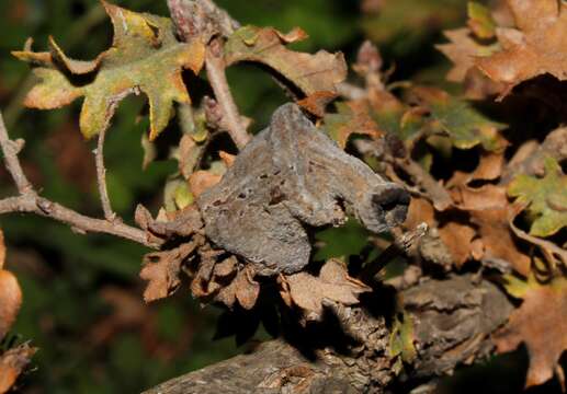 Image de <i>Andricus tomentosus</i>