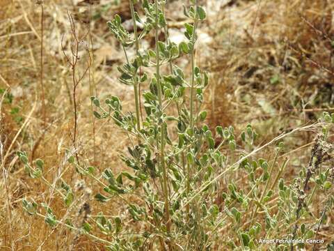 Image of Halimium lasianthum subsp. alyssoides (Lam.) Greuter