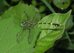 Image of Nychogomphus duaricus (Fraser 1924)