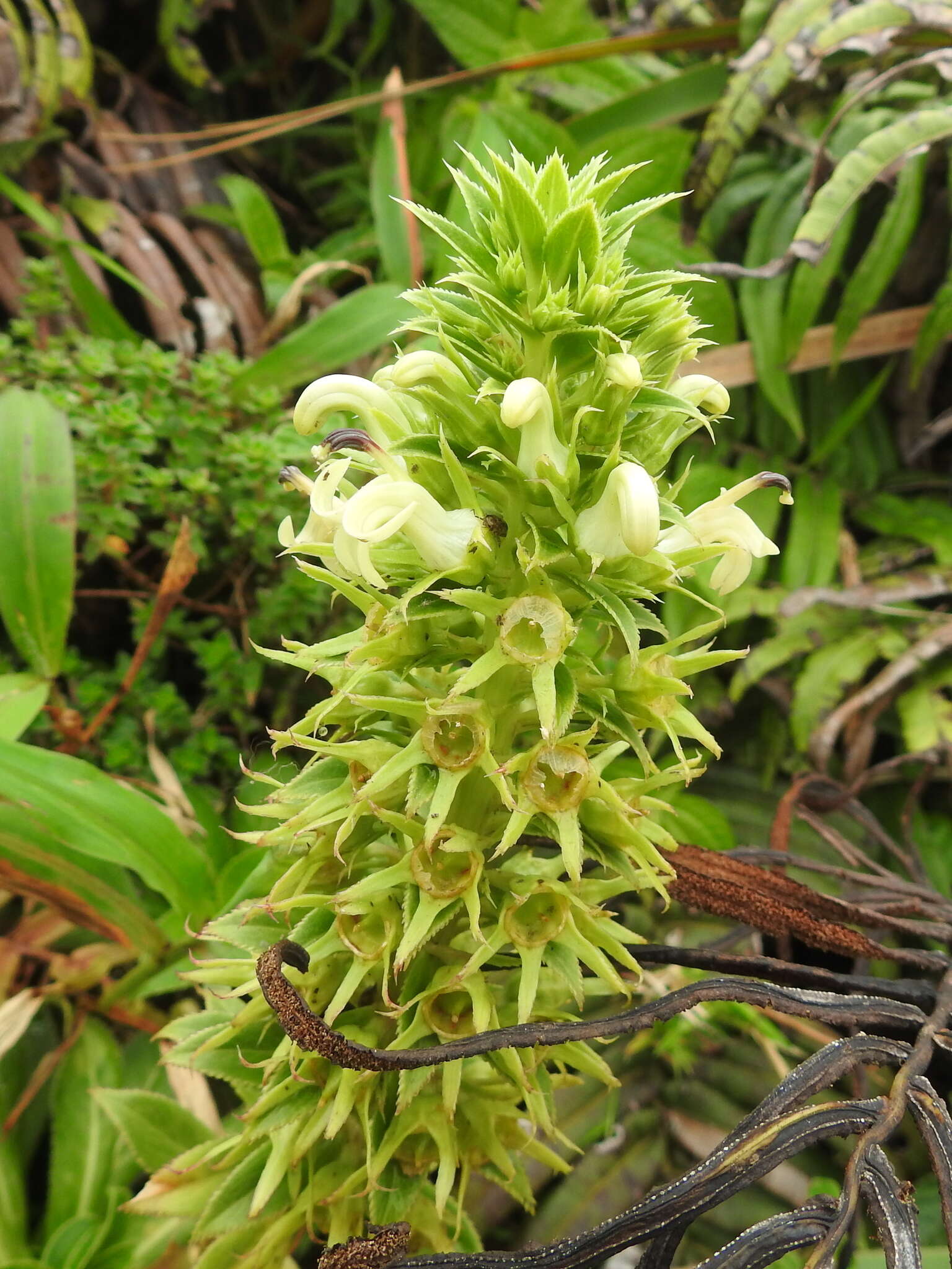 Sivun Lobelia stricta Sw. kuva