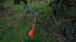 Image of Passiflora crispolanata Uribe