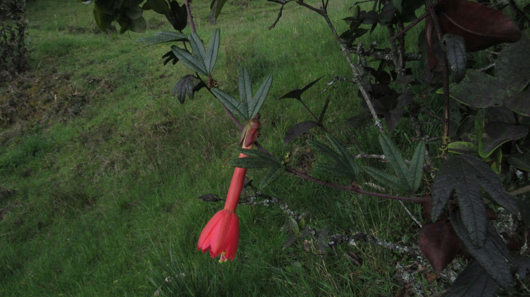 Imagem de Passiflora crispolanata Uribe