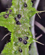 Слика од Brachycaudus (Prunaphis) cardui (Linnaeus 1758)