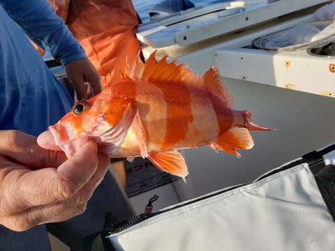 Image of Flag rockfish