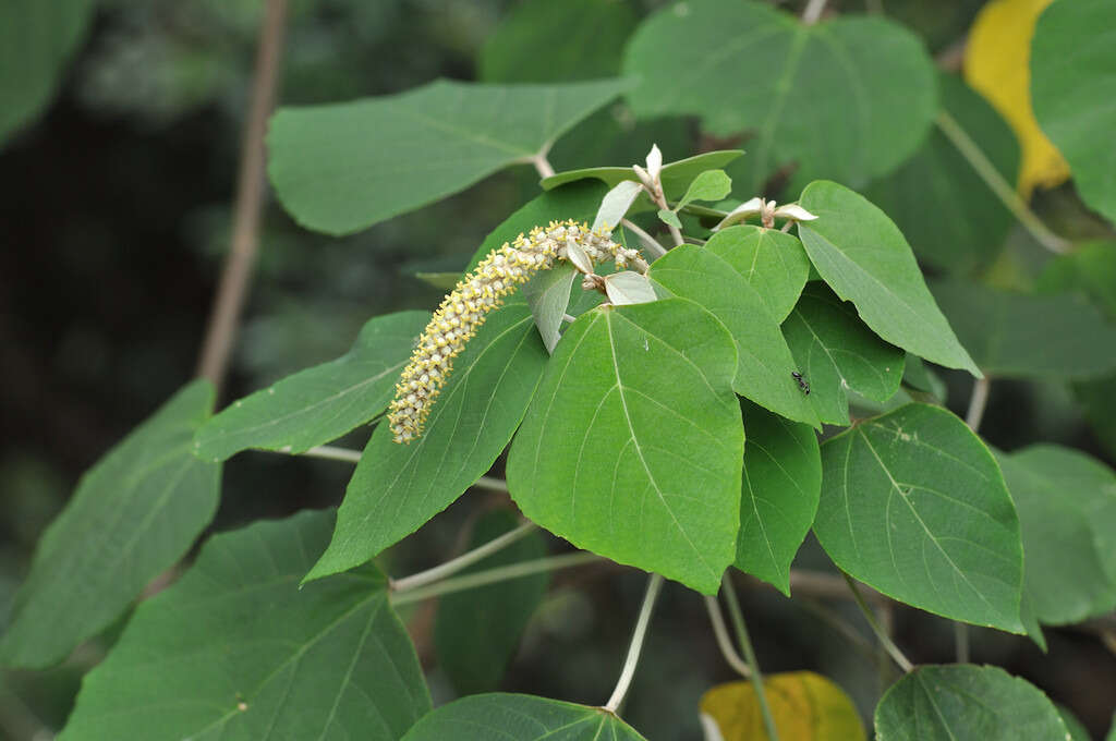 Image of Mallotus apelta (Lour.) Müll. Arg.