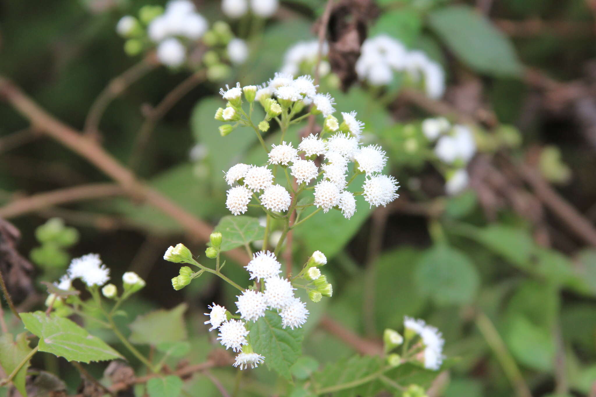 Image of Ageratina tenuis (R. E. Fr.) R. King & H. Rob.