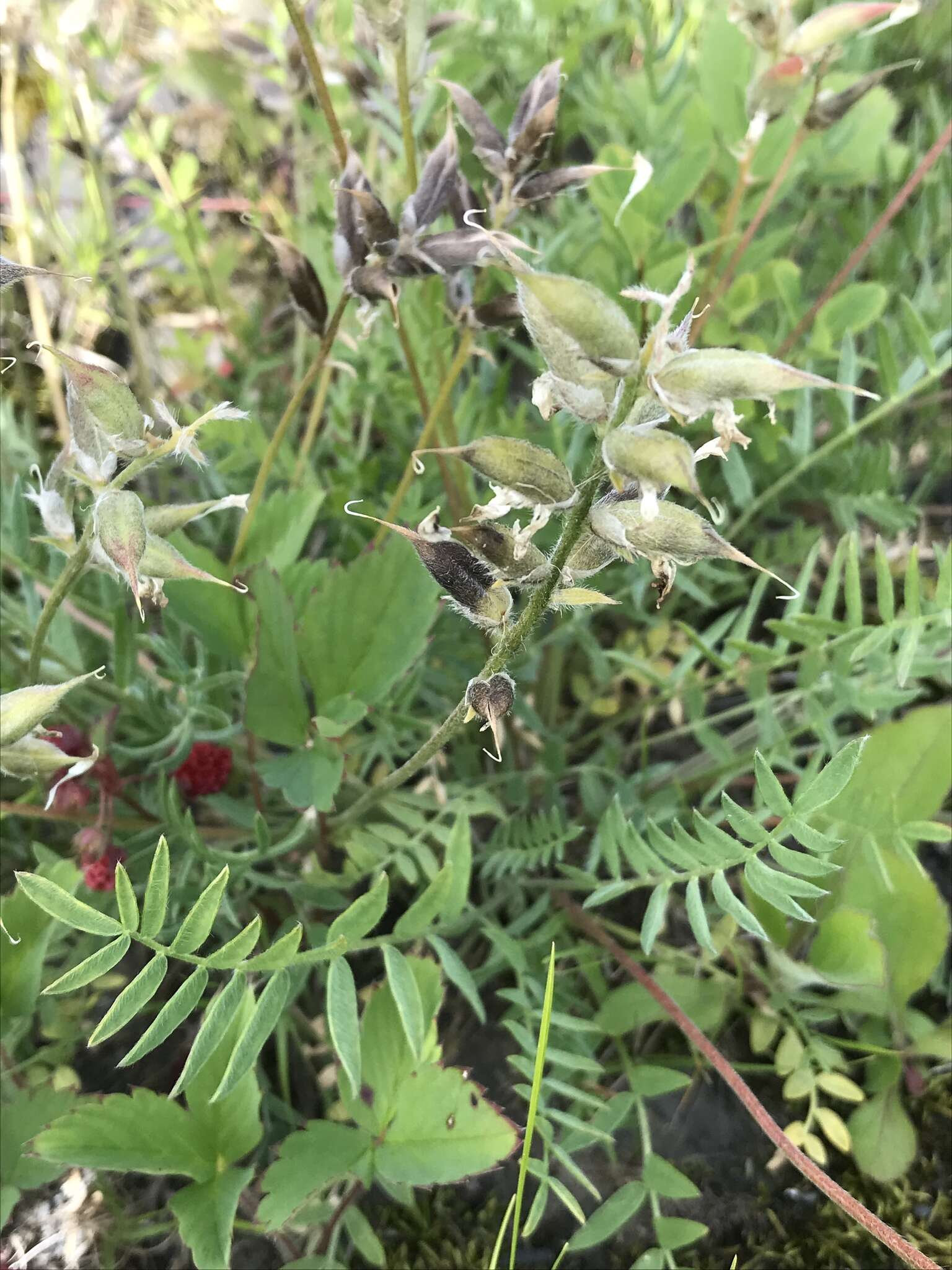 Слика од Oxytropis campestris var. johannensis Fernald