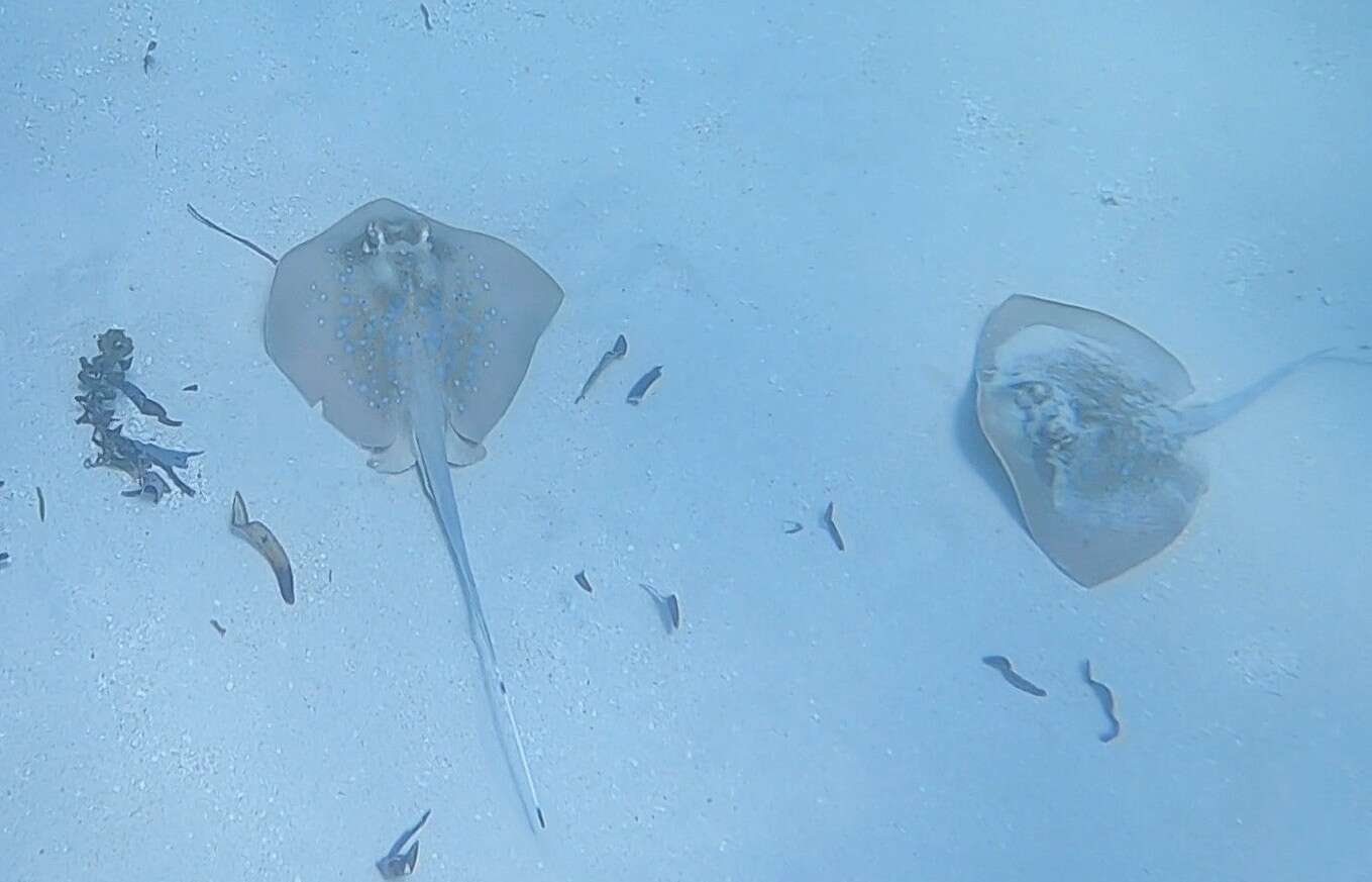 صورة <i>Neotrygon indica</i>