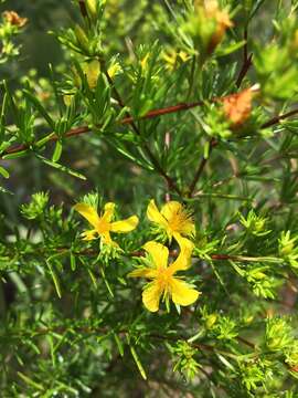 Image of Carolina St. John's-Wort