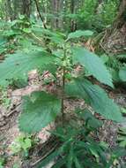 Plancia ëd Melittis melissophyllum subsp. carpatica (Klokov) P. W. Ball