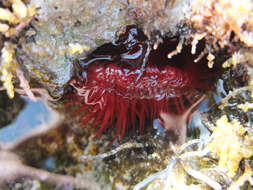 Image de Actinia mediterranea Schmidt 1971