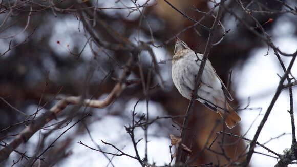 Image of Black-throated Thrush